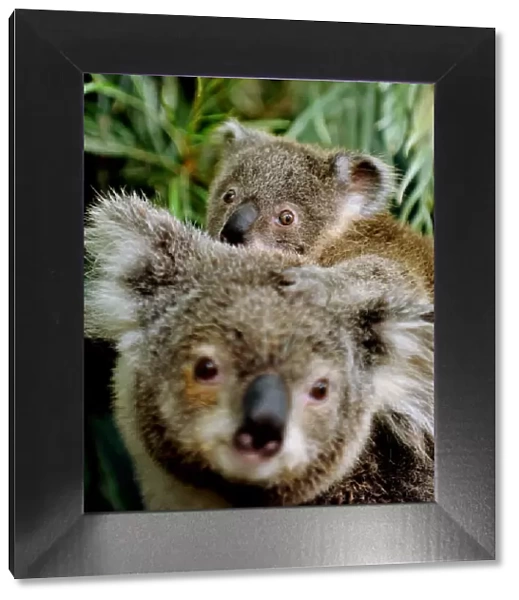 Australia-Animal-Koala
