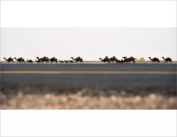 Saudi-Animal-Camel-Festival