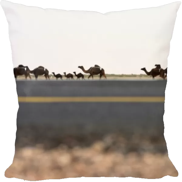 Saudi-Animal-Camel-Festival