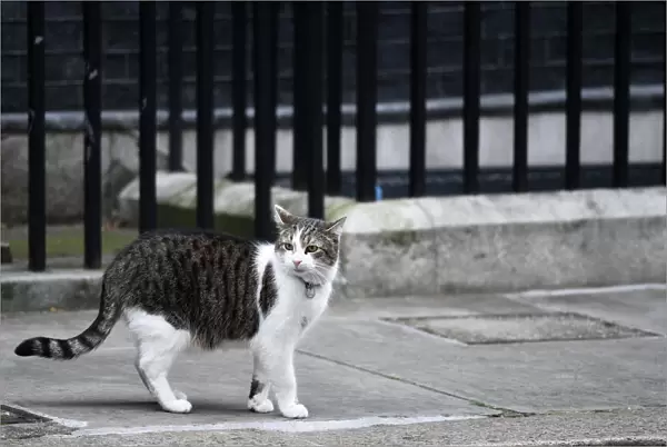 Britain-Brexit-Downing Street Cat