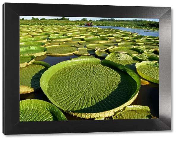 Paraguay-Nature-Water Lily-Victoria