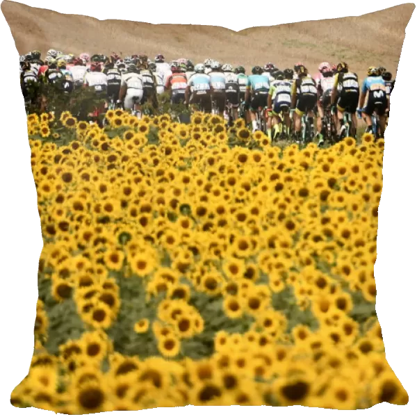 Pack rides through sunflower fields