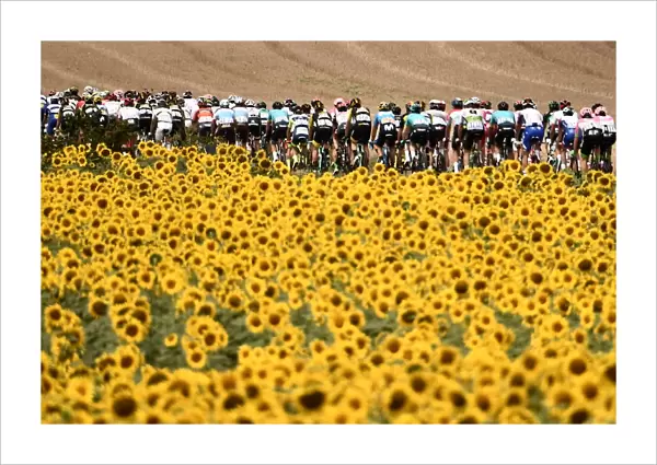 Pack rides through sunflower fields