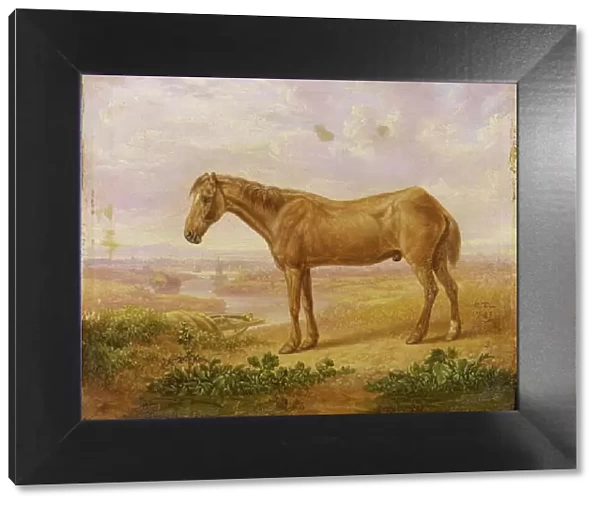 Old Billy, a Draught Horse, Aged 62 (oil on panel)