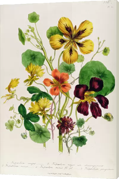 Nasturtium, plate 21 from The Ladies Flower Garden, published 1842