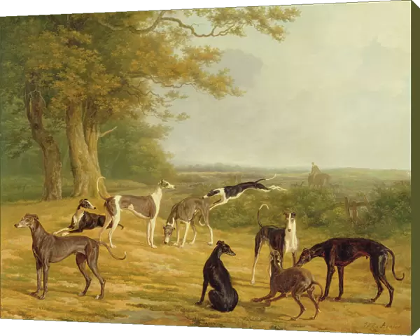 Nine Greyhounds in a Landscape (oil on canvas)
