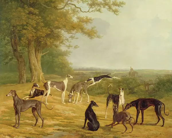 Nine Greyhounds in a Landscape (oil on canvas)