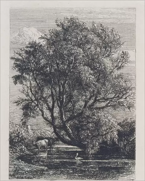The Willow (etching)