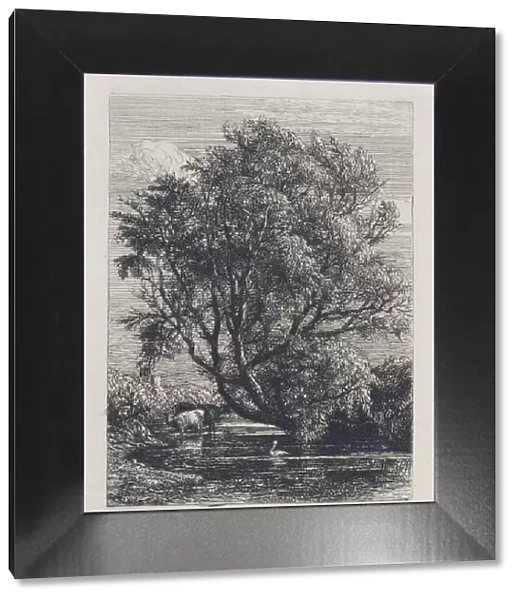 The Willow (etching)