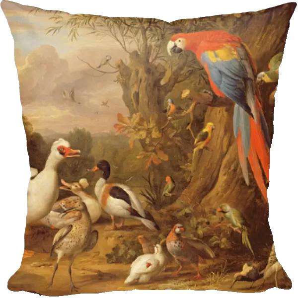 A Macaw, Ducks, Parrots and Other Birds in a Landscape, c. 1708-10 (oil on canvas)
