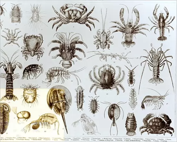 Crustacea and Arachnida (litho) (b  /  w photo)