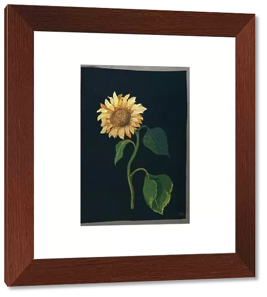 Sunflower (paper collage)