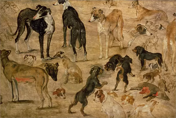 Study of Hounds, 1616