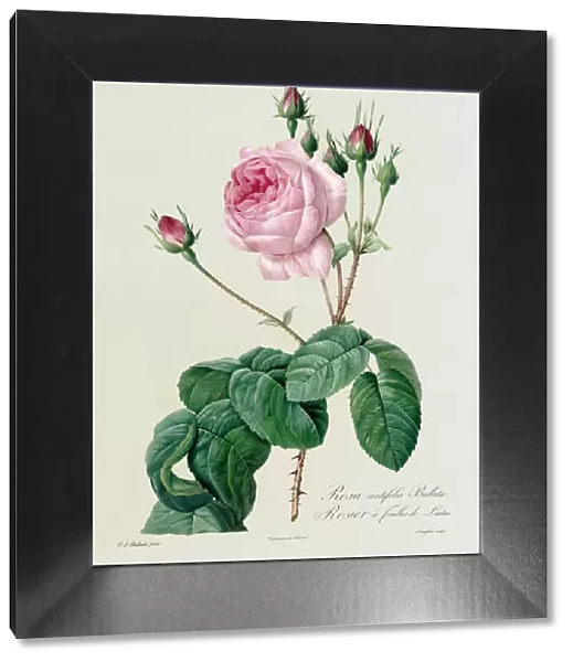 Rosa Centifolia Bullata, from Les Roses, 19th century (coloured engraving