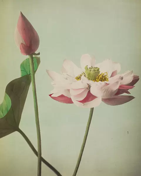 Lotus, 1896 (hand-coloured collotype)