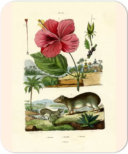 Pokeweed, 1833-39 (coloured engraving)