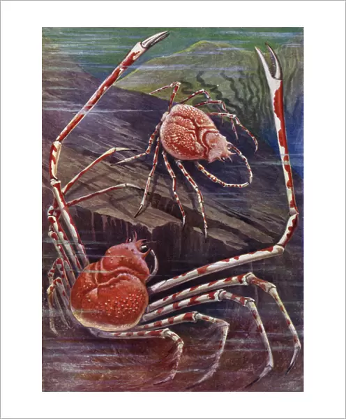 The Giant Crab of Japan (colour litho)