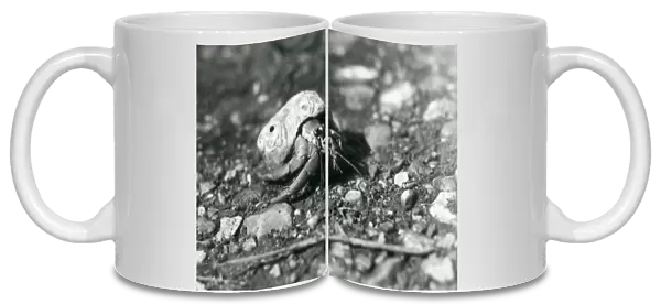 A Land Hermit Crab, London Zoo, 1930 (b  /  w photo)