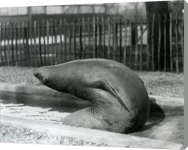 A young Elephant Seal reaching backwards, London Zoo, 1930 (b  /  w photo)