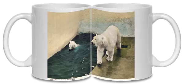 Polar bears, Bristol Zoo (photo)