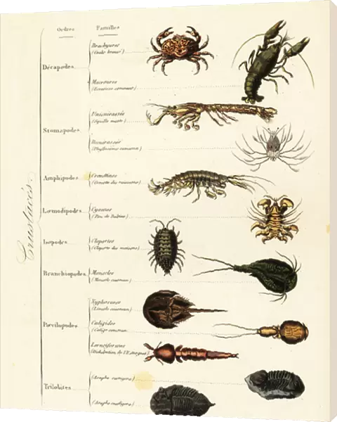 Orders of marine and terrestrial crustaceans