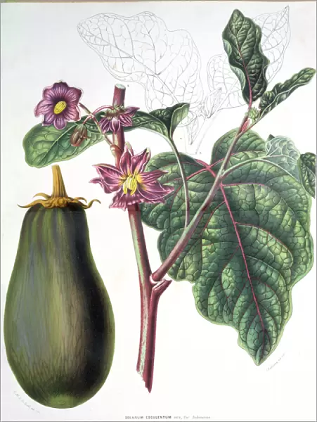 Aubergine, botanical plate from Flore des Jardins du Royame des Pays-Bas by A