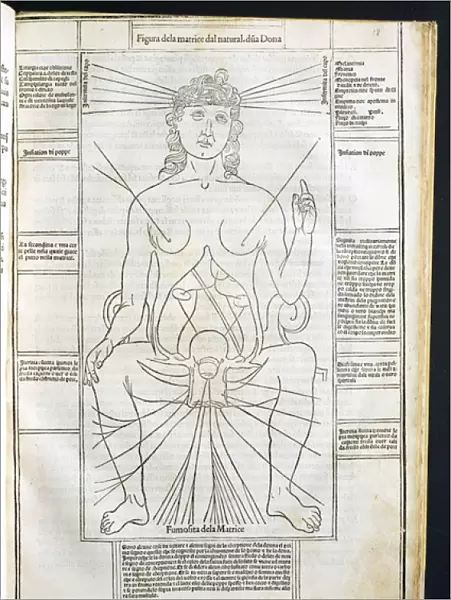 Female Anatomy from Fasciculus Medicinae by Johannes de Ketham (d. c. 1490) c