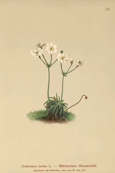 Milkwhite Rock-jasmine (Androsace lactea, Androsace lactiflora) (colour litho)