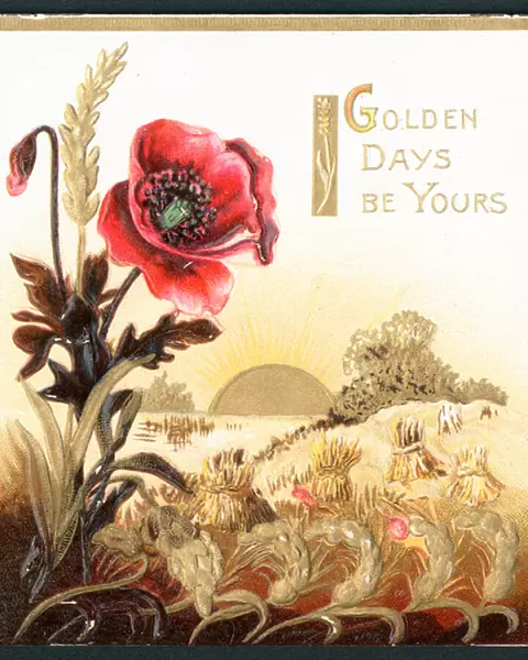 Poppy in field at Harvest Time, Card (chromolitho)