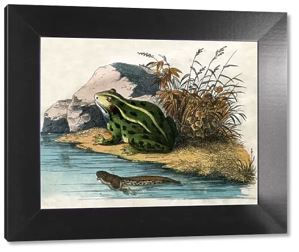 Antique Print of a Pool Frog and Tadpole, 1859 (engraving)