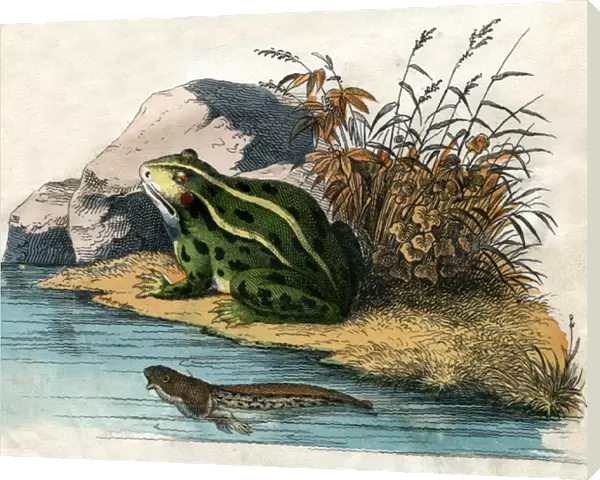 Antique Print of a Pool Frog and Tadpole, 1859 (engraving)