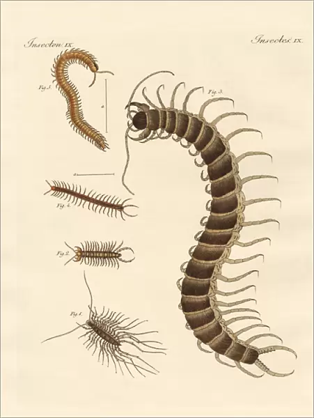 Peculiar insects (coloured engraving)