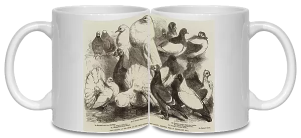 Prize Pigeons at the Show of the Philo-Peristeron Society, recently held in Freemasons Hall (engraving)