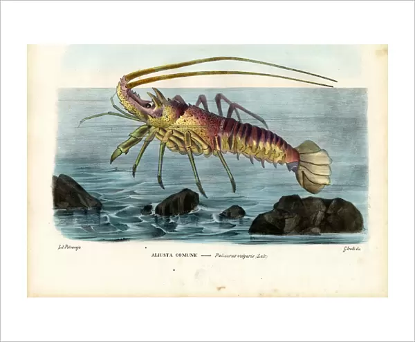 Crustaceans, 1863-79 (colour litho)