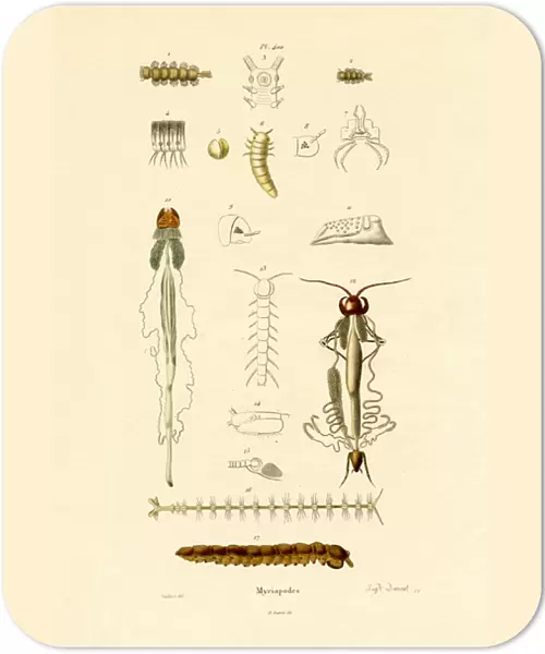 Centipede, 1833-39 (coloured engraving)