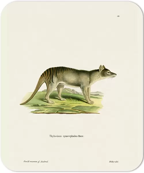 Tasmanian Tiger (coloured engraving)
