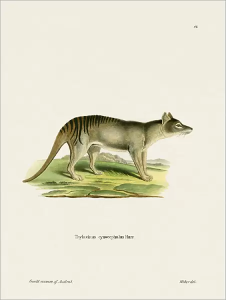Tasmanian Tiger (coloured engraving)