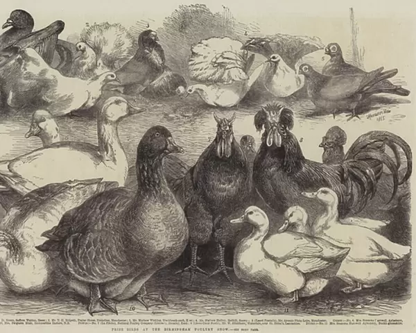 Prize Birds at the Birmingham Poultry Show (engraving)
