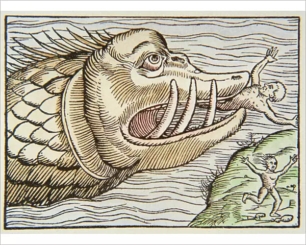 Sea monster consuming human victim, 1550 (coloured woodcut)