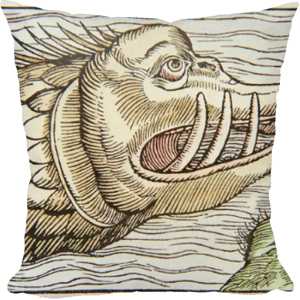 Sea monster consuming human victim, 1550 (coloured woodcut)