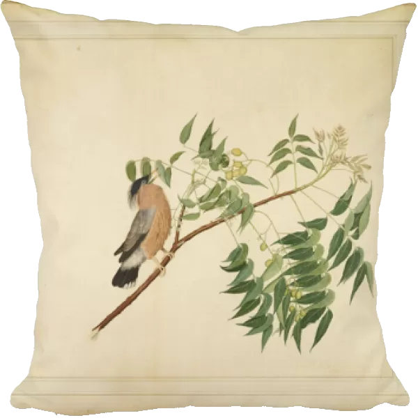 Brahminy Starling on Neem Tree Branch, folio from a Series Commissioned by Lady Impey