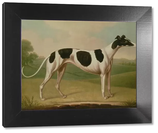 Greyhound, 1800 (oil on canvas)