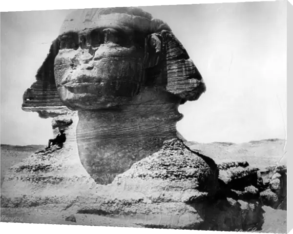 The Sphinx at Giza, c. 1870s-80s (b  /  w photo)