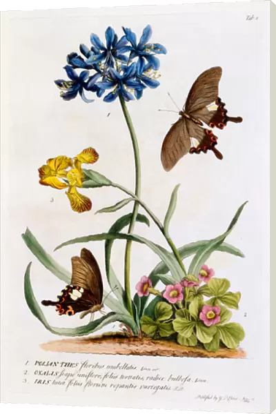 Polianthes, Oxalis and Iris, 1749 (hand-coloured engraving)