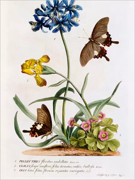 Polianthes, Oxalis and Iris, 1749 (hand-coloured engraving)