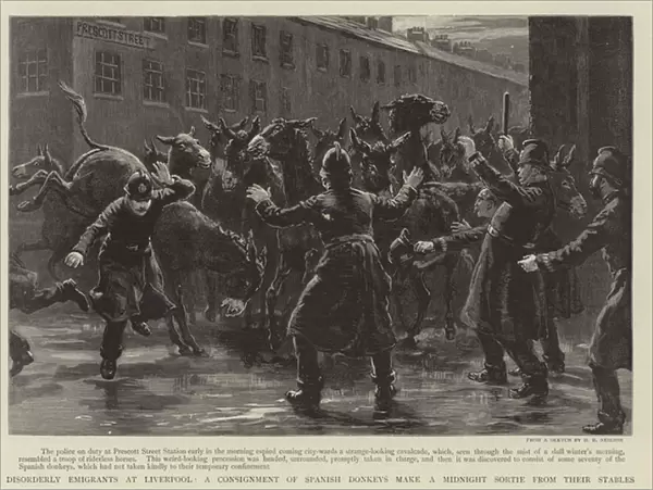 Disorderly emigrants at Liverpool, a consignment of Spanish donkeys (engraving)