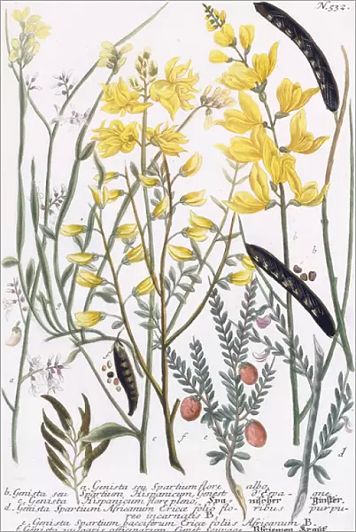 Genista (Broom), 1737-1745 (engraved and mezzotint plate