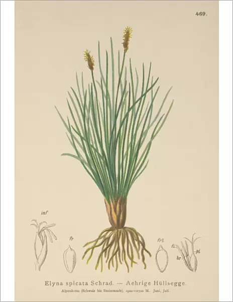 Bellardis bog sedge (Kobresia myosuroides, Elyna myosuroides, Kobresia bellardii
