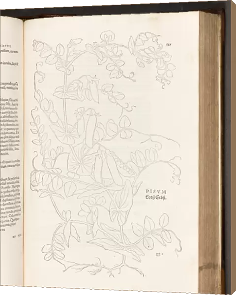 BT3. 267. 5. p. 627 Pea, illustration from De historia stirpium commentarii