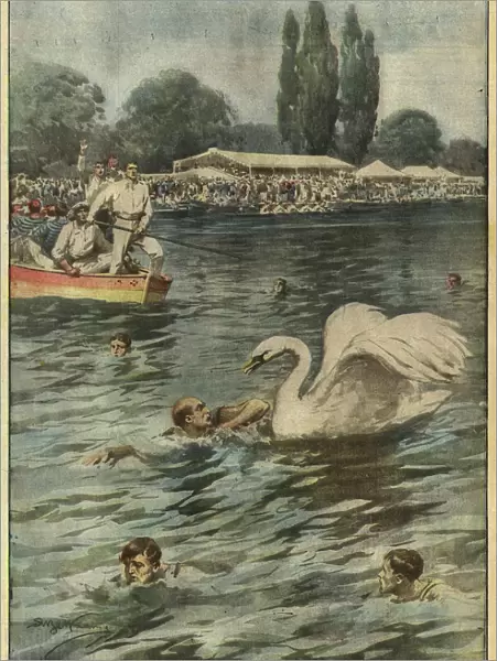 The fury of a swan (Colour Litho)